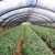 Siatka cieniująca Real Garden 1,5x25 m zielona 60 g/m² UV