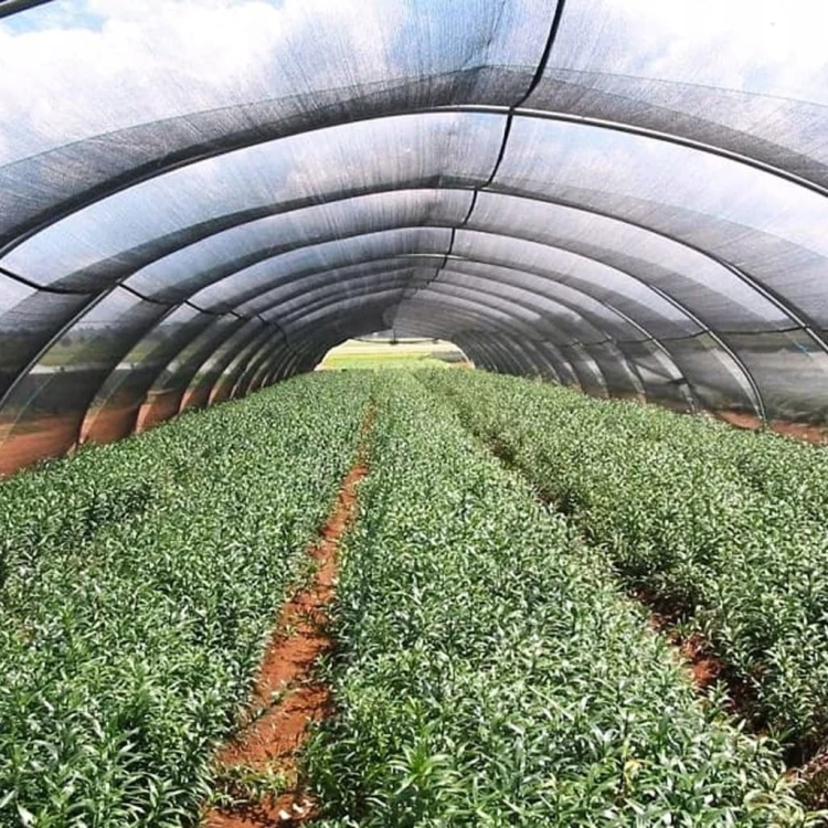 Siatka cieniująca Real Garden 1,5x25 m zielona 60 g/m² UV