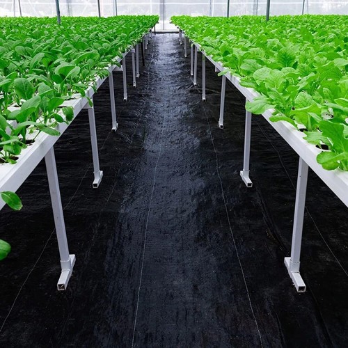 AGROWŁÓKNINA 90G 1,6 X 50M CZARNA UV AGROTKANINA MATA ANTYCHWASTOWA