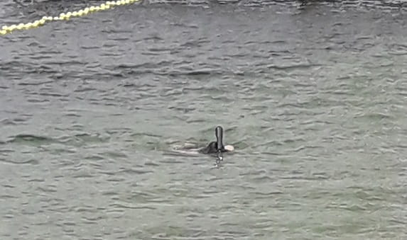 MASKA DO NURKOWANIA PEŁNOTWARZOWA DO SNORKELINGU NURKOWANIE CZARNY L/XL
